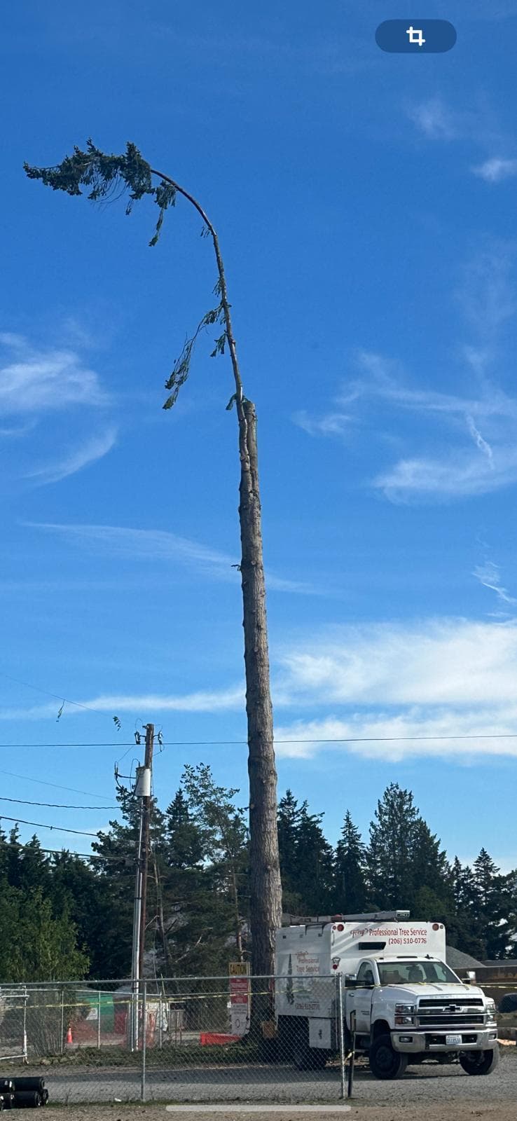 picture of a tree feller about to cut down a tree