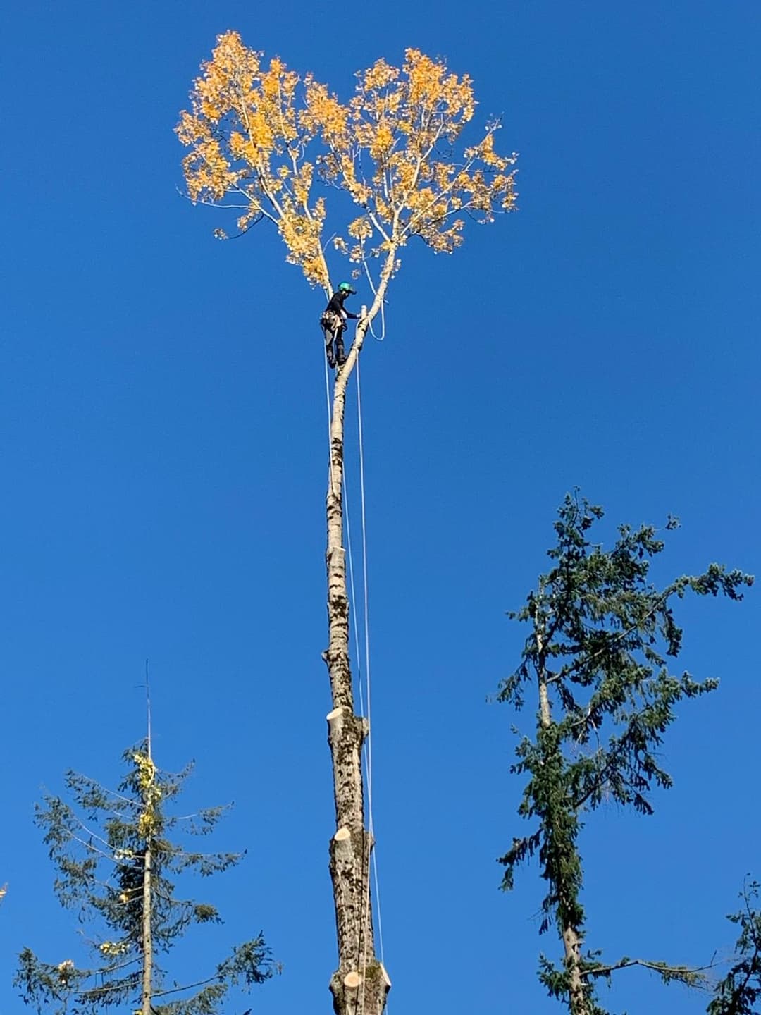 picture of an arborist pruning a tree