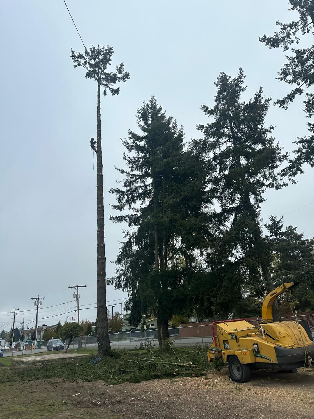 picture of a tree feller cutting down a tree