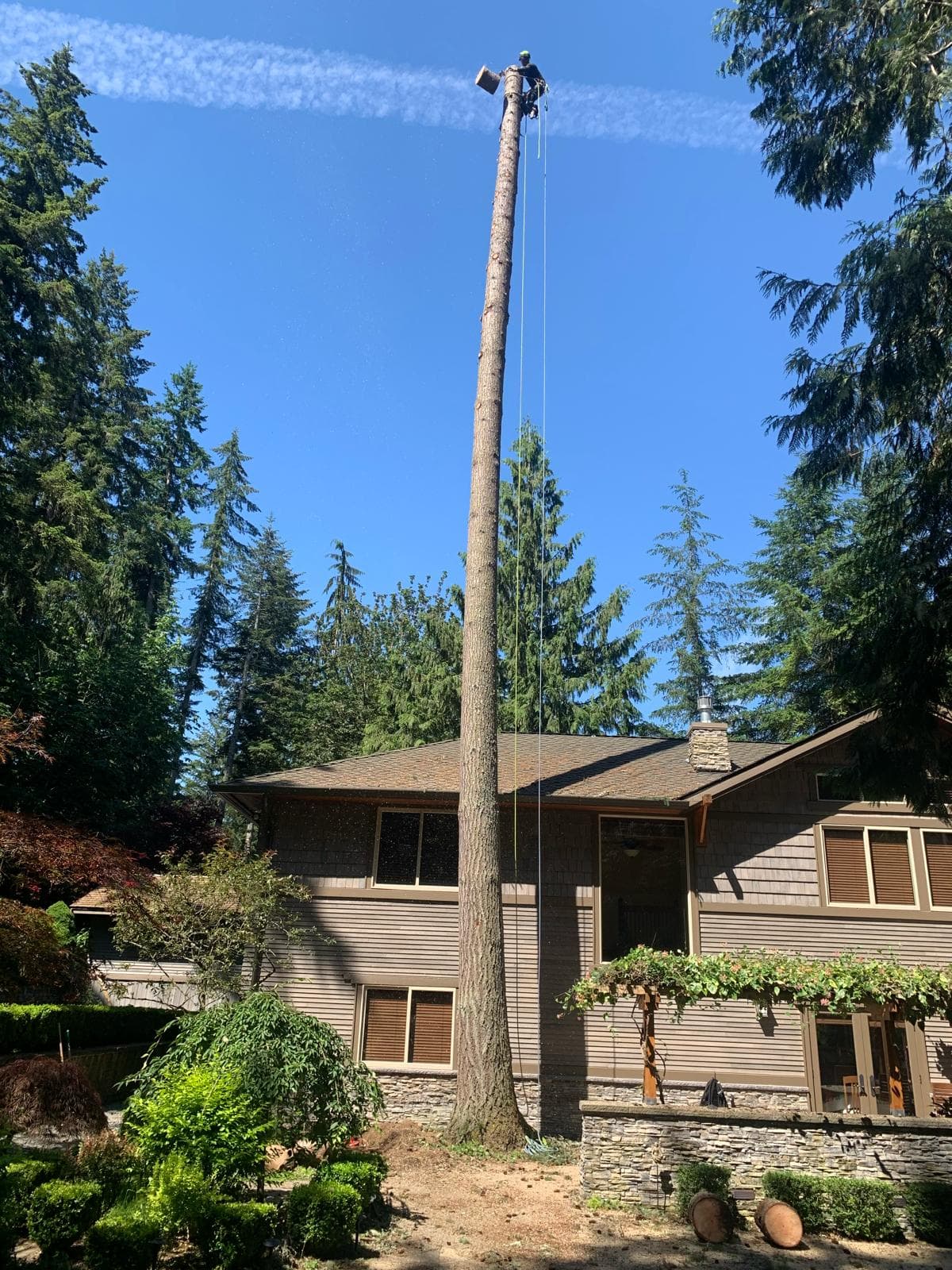 Picture of a tree care man on top of a tree cutting down the tree